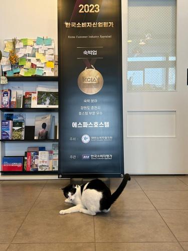 a cat sitting in front of a sign in a store at Hostel Espace in Chuncheon