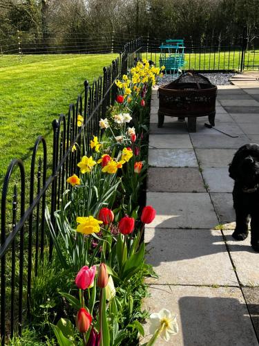 a black dog standing next to a fence with flowers at Silver Springs Farm Lodge in Dingestow