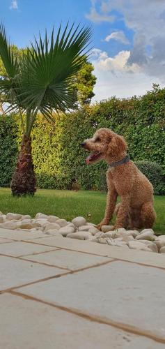 a brown dog sitting on a blanket next to a palm tree at Oasi della pace in Bisceglie