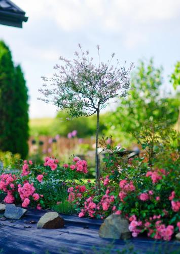 a garden filled with pink flowers and a tree at Apartament Zacisze in Uherce Mineralne