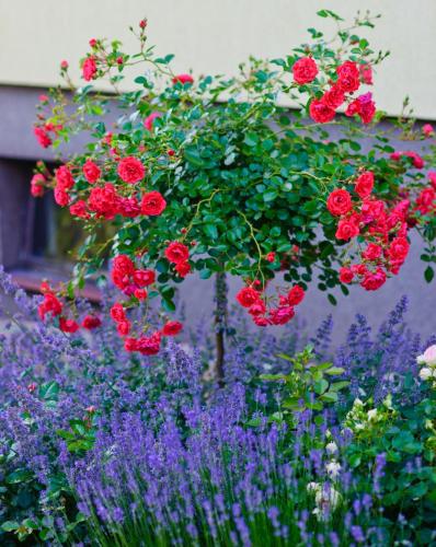 a bunch of red flowers in a garden with purple flowers at Apartament Zacisze in Uherce Mineralne