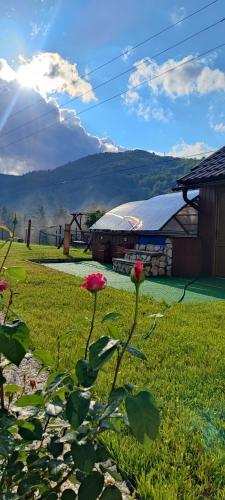 a red flower in the grass in front of a barn at Casa de Vacanta Cascada in Vidra