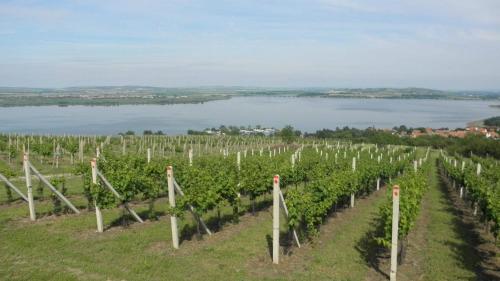 una fila di viti con un lago sullo sfondo di Ubytování SR a Milovice