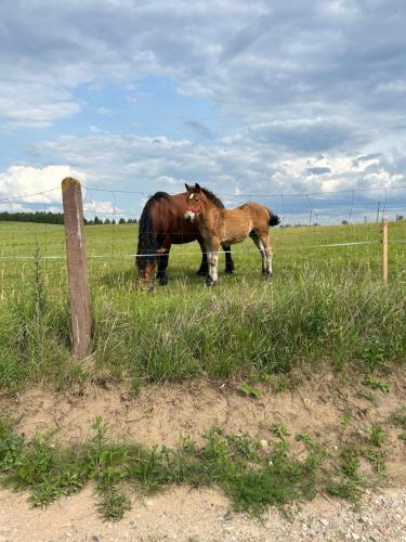 two horses grazing in a field next to a fence at Koniec Świata Stare Sady apartament in Mikołajki