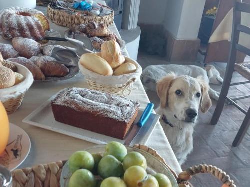 un perro sentado frente a una mesa de comida en SetterHouseAgriHotel, en Trevi