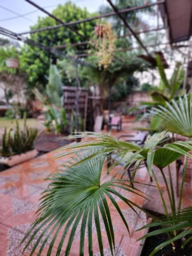 a garden with a bunch of plants on a patio at Ivy House Apart Hotel in Ciudad del Este