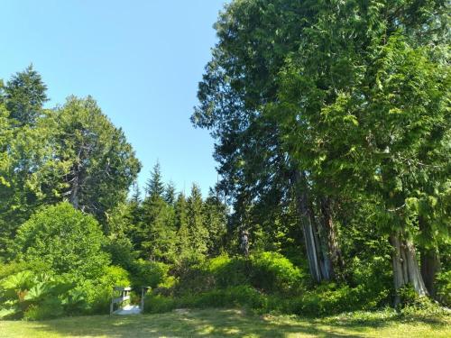 a group of trees in a field with grass at Dolphin Motel in Tofino