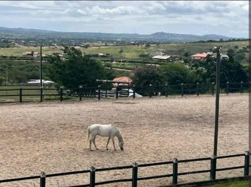 a white horse grazing in a field near a fence at Flat Fazenda Monte Castelo Gravatá in Gravatá