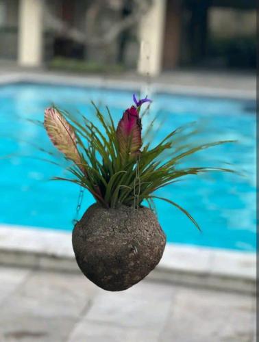 Kolam renang di atau dekat dengan Flat Monte Castelo Gravatá