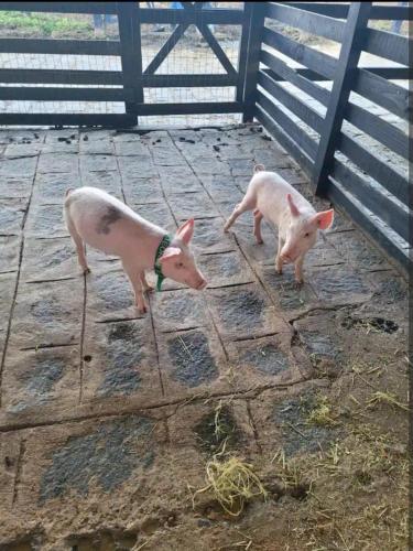 Binatang di the country house atau berdekatan