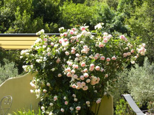 een groot boeket roze en witte rozen hangend bij La Bergerie in Plan-de-la-Tour