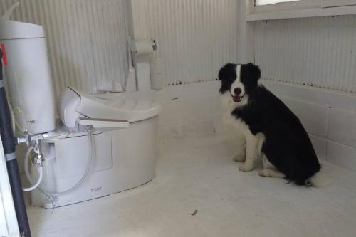 a black and white dog sitting in a bathroom at ちびっこ・わんこ・リゾート　Ｓａｒａｒｉ　（里楽里） in Tabuchi