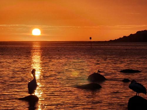 a group of birds in the water at sunset at Seaview Getaway - 2 2 Solway Cres EncounterBay - BYO Linen in Encounter Bay