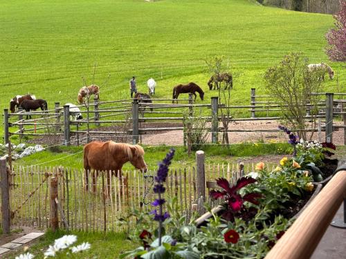 a herd of horses grazing in a field behind a fence at Obinghof in Fieberbrunn