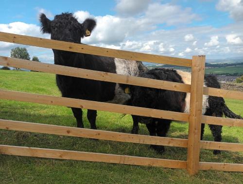 two cows standing behind a fence in a field at The Herdsman Luxury Shepherds Hut in Barnoldswick