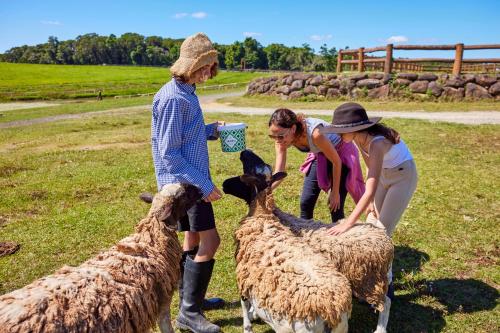 a group of people petting two sheep in a field at KUR-Cow farm escape 35 minutes from Cairns in Kuranda