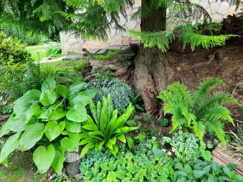 a garden with green plants and a tree at Apartment Arcadia in Ozalj