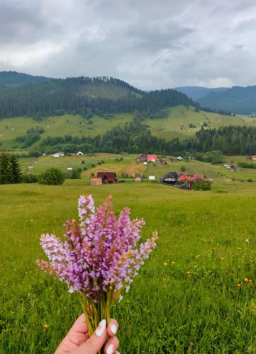 a person holding a bouquet of flowers in a field at Bucovina mea in Breaza