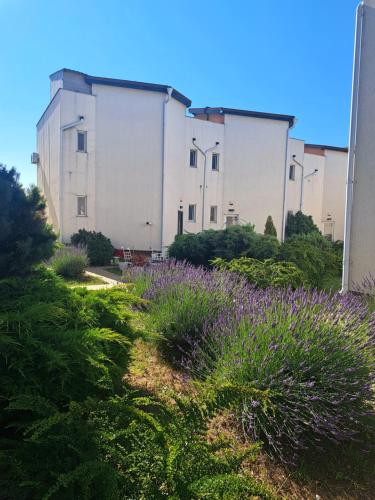 a group of buildings with purple flowers in the foreground at Vila Ambient frontal la mare in Mamaia Sat/Năvodari