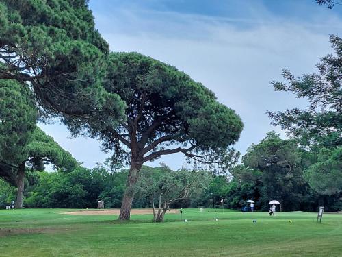 a tree in the middle of a green field at Appart 2 pièces indépendant dans villa proche centre ville au calme in Mandelieu-la-Napoule