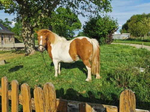 un caballo blanco y marrón parado junto a una valla en Le Domaine du Nail, en Mée
