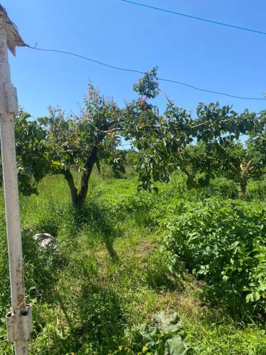 an apple tree in the middle of a field at Tunuk Guest House in Tossor