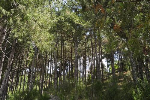 a group of tall trees in a forest at La cabaña del Burguillo in El Barraco