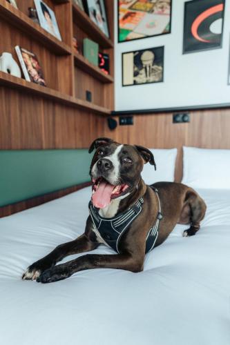 a dog laying on top of a bed at JOST Hôtel Bordeaux Centre Gare Saint Jean in Bordeaux