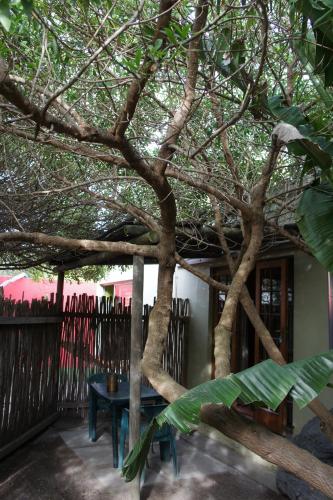 a picnic table under a tree next to a fence at Cape Agulhas BACKPACKERS in Struisbaai
