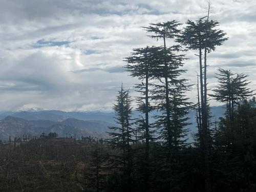 a group of tall trees on top of a mountain at Norvin Homes in Shimla