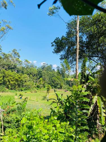 a view of a field with trees in the background at The kingdom of ella in Ella