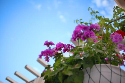 a bunch of pink flowers in a pot on a porch at Hotel Opera in Larnaca