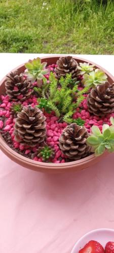 a large tray filled with plants and pine cones at Family owned self sufficient ECO farm TARA in Pljevlja