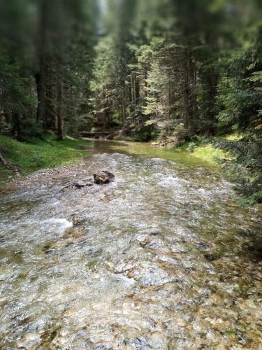a stream of water with rocks in a forest at Family owned self sufficient ECO farm TARA in Pljevlja