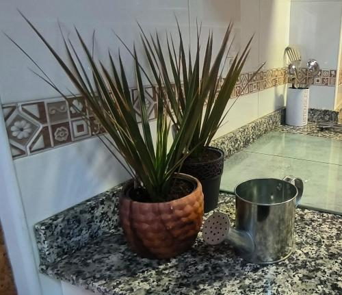 une plante dans un vase assis sur un comptoir dans l'établissement El Arca, à Ponferrada