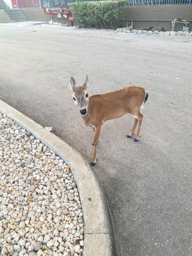 別荘の敷地内または近くにいる動物