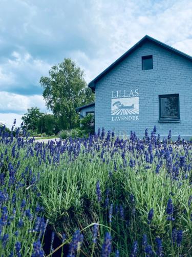 pole purpurowych kwiatów przed budynkiem w obiekcie LillasLavender Kurzeme w mieście Ošenieki