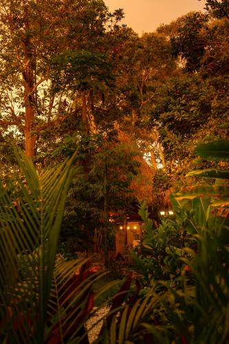 a garden with a lot of trees and plants at Salvia Madre Hotel Boutique in Guachaca