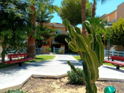 ein grüner Kaktus in einem Park mit zwei Bänken in der Unterkunft Casa, 300 metros Playa, Wifi, Parking. in Vera