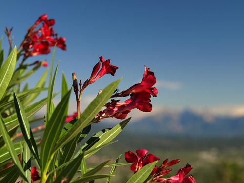 a group of red flowers with the sky in the background at Costa D'Orsola in Pontremoli