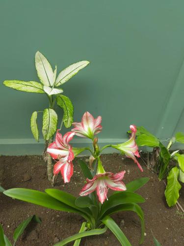 a group of pink and white flowers on a plant at Encanto Arenal lodge in Fortuna