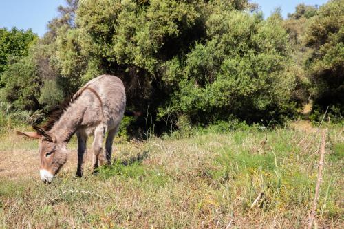 a donkey grazing in a field of grass at Residence Helios in Cargèse