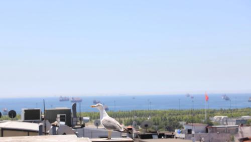 un uccello seduto sopra un edificio di Istanbul Royal Hotel a Istanbul
