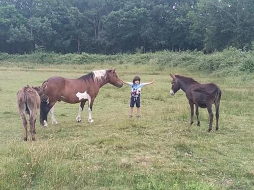 a child standing in a field with two horses at sasu eco nature in Vendays-Montalivet