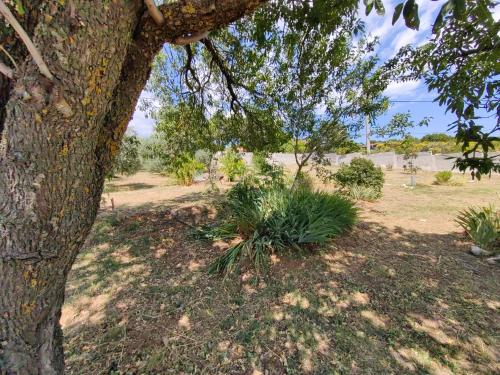 a tree and some plants in a field at Casa Istriana A in Pula