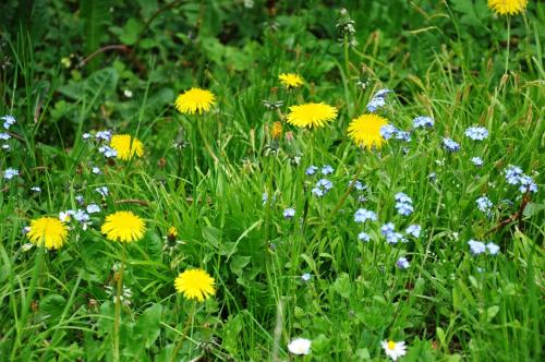 a field of yellow and blue flowers in the grass at B&B Le Bois Dormant in Spa