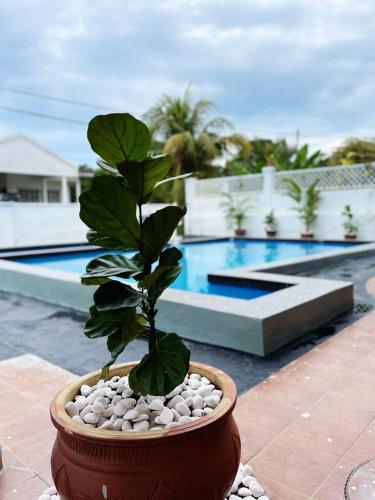 a plant in a pot next to a pool at MY VILLA PD in Port Dickson