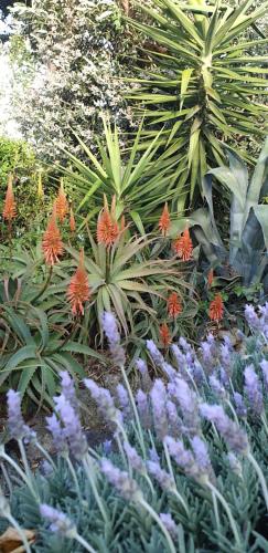 a garden with purple and orange flowers and plants at Pohutukawa Villa in Waipureko
