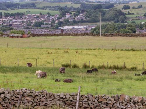 a herd of animals grazing in a field at The Herdsman Luxury Shepherds Hut in Barnoldswick