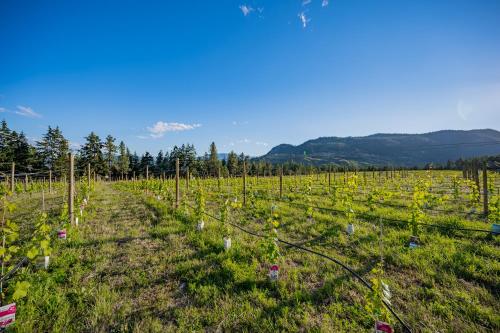 First Estate Winery – Photos 5